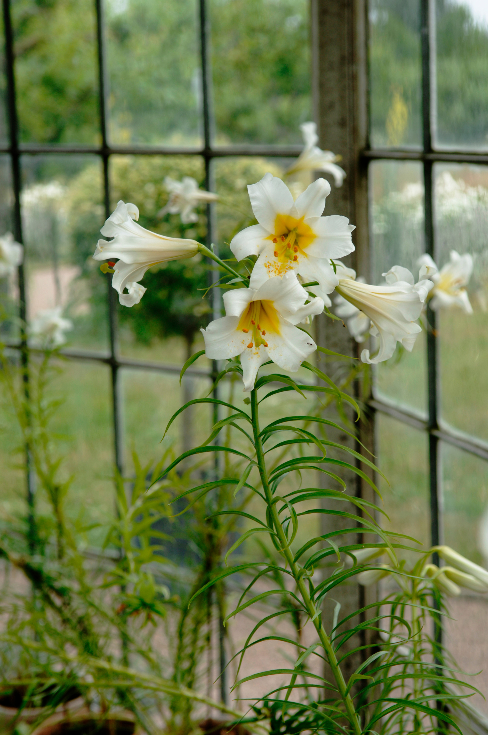 Lilies Inside old greenhouse.